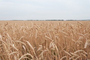   barley, ripe, wheatgrain, wheatfield, harvesting, rye, stem, landscape, plant, field, outdoors, sunlight, cereal, grow, nature, harvest, bread, sunny, grain, golden, wheat