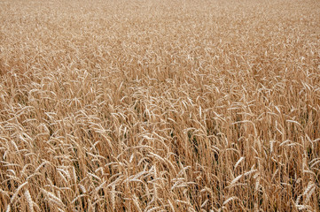   barley, ripe, wheatgrain, wheatfield, harvesting, rye, stem, landscape, plant, field, outdoors, sunlight, cereal, grow, nature, harvest, bread, sunny, grain, golden, wheat
