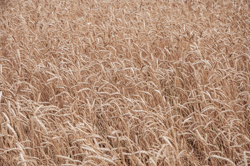   barley, ripe, wheatgrain, wheatfield, harvesting, rye, stem, landscape, plant, field, outdoors, sunlight, cereal, grow, nature, harvest, bread, sunny, grain, golden, wheat