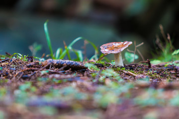 Pilz im Herbst