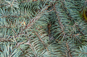  needles, branches, green background