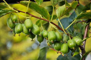 mini kiwi dojrzałe © Katarzyna