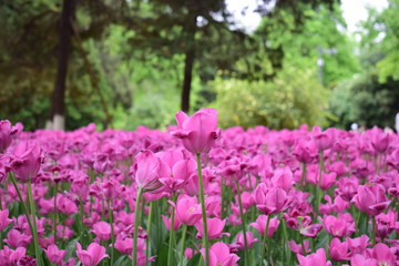 most beautiful tulip in chiina