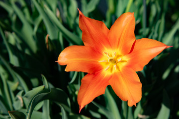 single orange tulip flower against a green leafy background