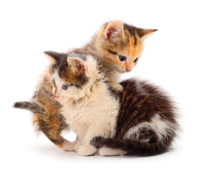 Two small kittens isolated.