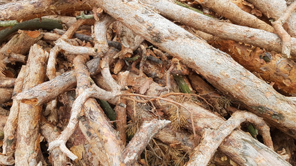 Freshly sawn logs. Logs of trees in the forest after felling