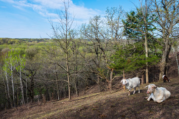Hillside and goats overlooking woodlands of flandrau state park