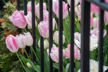 Pink and white tulips leaan through the bars of an iron fence in Washington, DC.