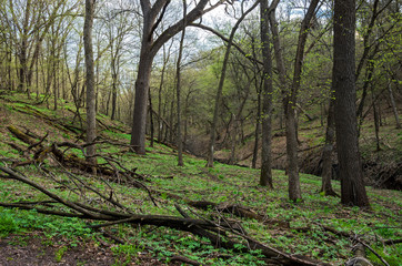 Woodlands hills and ravine of flandrau state park