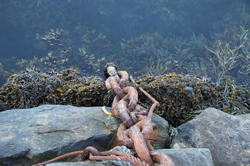 Obraz premium bird birds cormorants tromso tromsø water travel tourism sea coast nature port blue landscape sky harbor architecture europe boatship mountain summer bay view city beautifull and mark mediterranean 