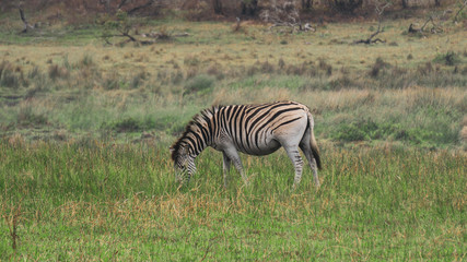 zebra in the savannah