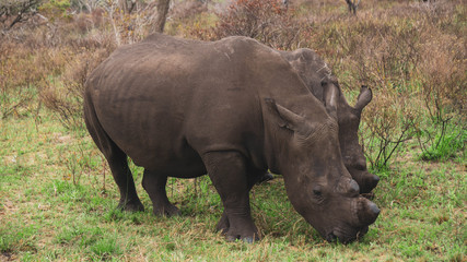 Obraz premium white rhino in the wild