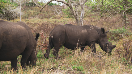 Obraz premium rhino in the wild