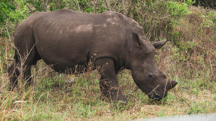 Obraz premium rhino in the wild