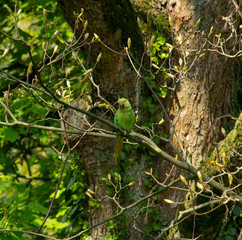 Rose-ringed parakeet (ring-necked parakeet) sitting
on a tree branch