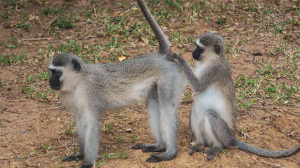 monkeys grooming close up