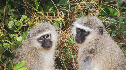 monkeys grooming close up