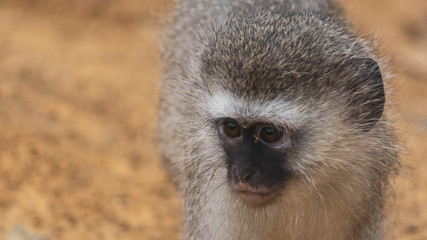 close up face of a monkey