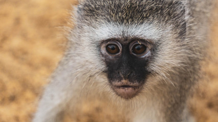 close up face of a monkey