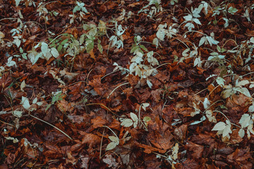 Autumn maple leaves on a hillside