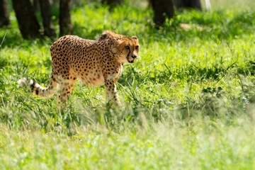 Cheetah walking on the savanna.