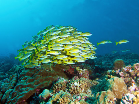 School of fish, Bluestripe Snapper at a coral reef in Palau, Micronesia