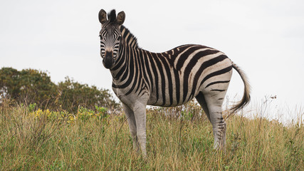 zebra in the savannah