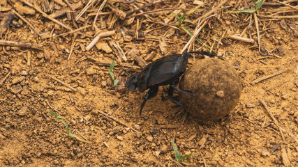 dung beetle on the ground