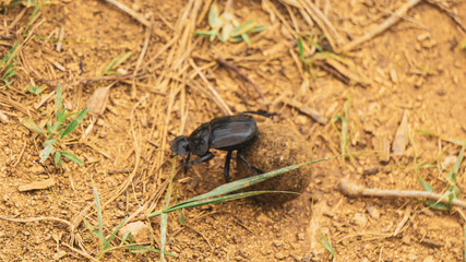 black beetle on the ground