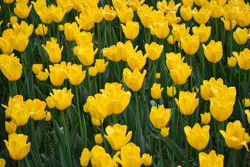 beautiful tulip in spring time