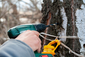 Collection of birch sap. A man drills a hole in a birch trunk to collect birch sap.