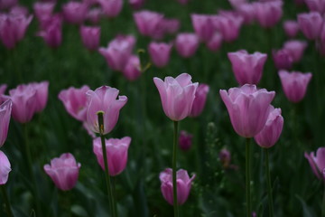beautiful tulip in spring time