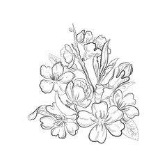 Floral blossom of almond tree isolated on white background. Spring blooming closeup vector sketch.