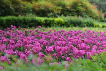 Fototapeta premium beautiful tulip in spring time