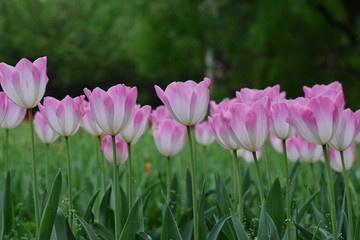 beautiful tulip in spring time