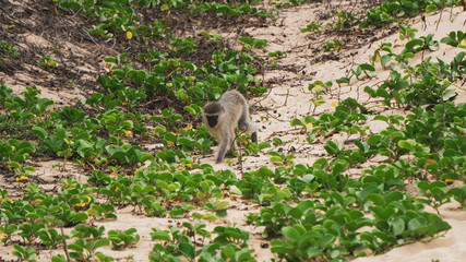 monkey on sandy ground by the beach