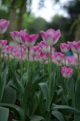 beautiful tulip in spring time