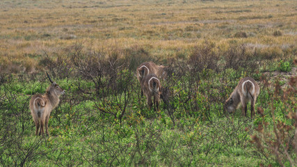 waterbucks in the savannah