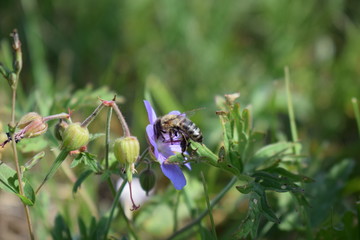 bee on a flower