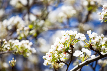 Pear blossom on a lovely spring day