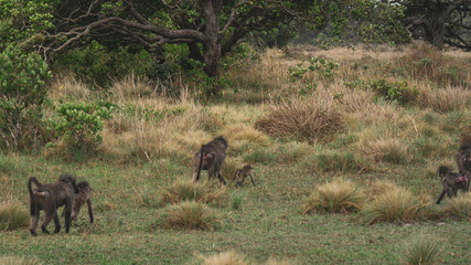 monkeys in the savannah