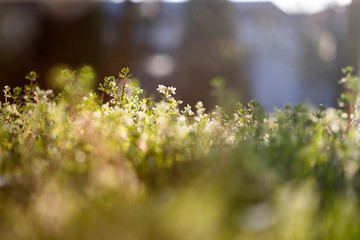 Amazing bright spring landscape for wallpaper.