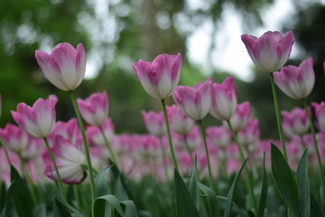 Naklejka premium beautiful tulip in spring time