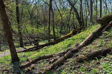 Along hillside of woodland trail at flandrau state park