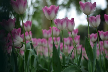 beautiful tulip in spring time