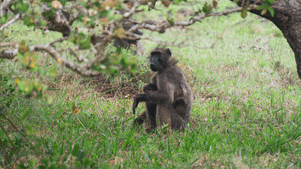 monkeys in the savannah