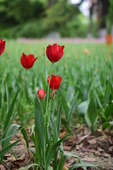 red tulip in spring