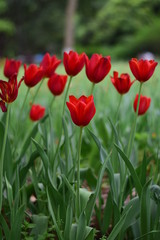 red tulip in spring