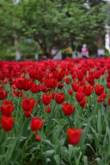 red tulip in spring