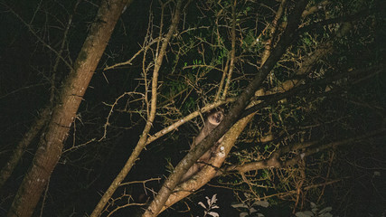 night safari